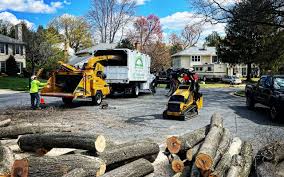 Professional Tree Removal in Westwood Lakes, FL