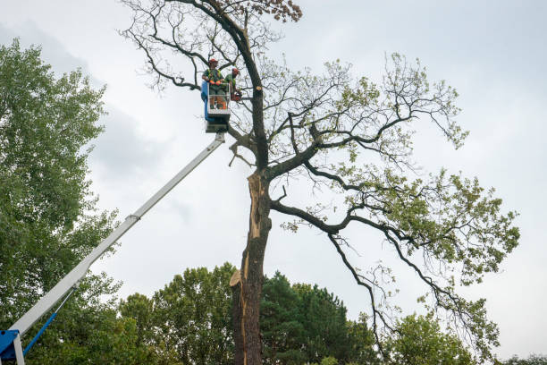 Best Tree Maintenance Programs  in Westwood Lakes, FL