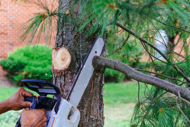Best Tree and Shrub Care  in Westwood Lakes, FL